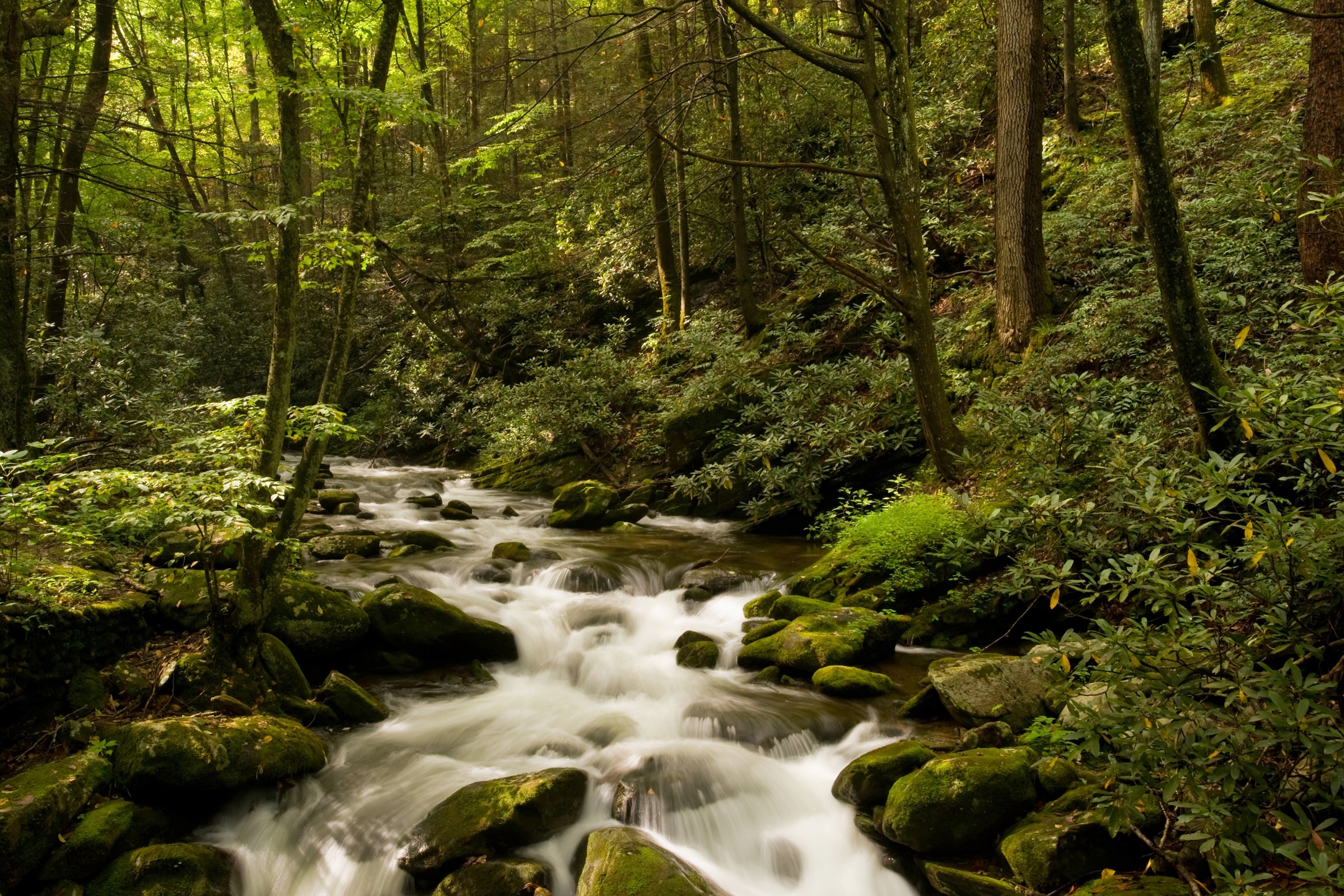 Papermoon Fototapete »BACH IM WALD-BÄUME FLUSS SEE STEINE BLUMEN BERGE SONNE«