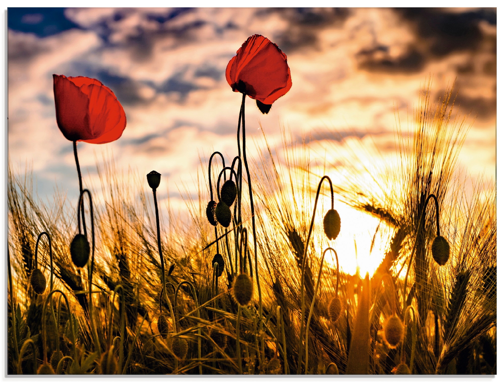 Artland Glasbild bei online OTTO Blumen, im (1 in Größen verschiedenen kaufen Sonnenuntergang«, »Mohnblumen St.)