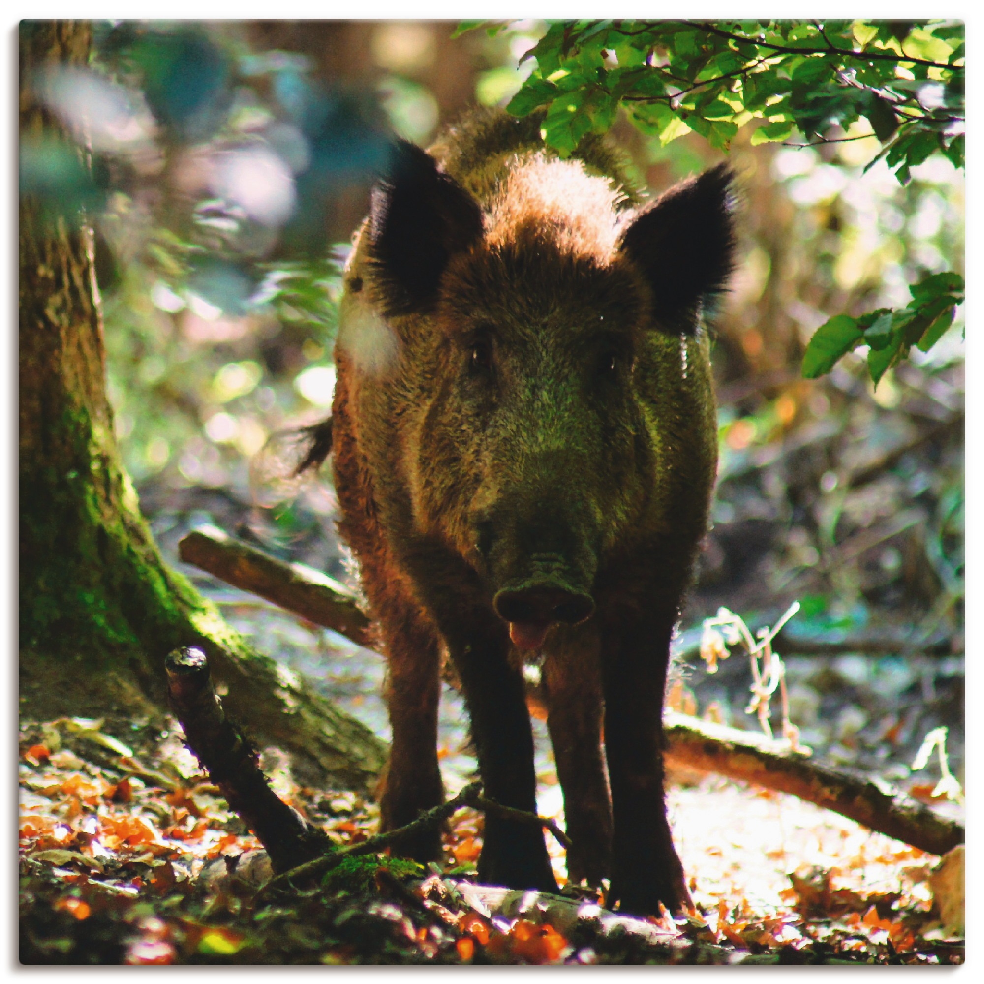 Artland Wandbild »Wildschwein«, Wildtiere, (1 St.), in vielen Größen & Produktarten - Alubild / Outdoorbild für den Außenbereich, Leinwandbild, Poster, Wandaufkleber / Wandtattoo auch für Badezimmer geeignet