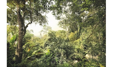 Komar Fototapete »Dschungel« kaufen