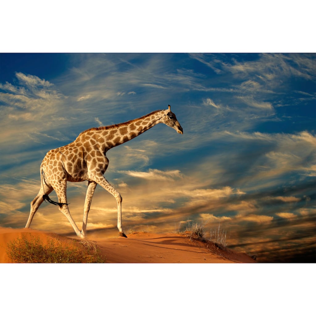 Papermoon Fototapete »Giraffe«