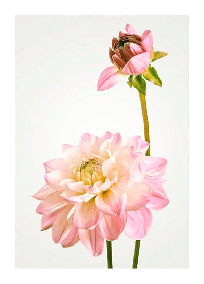 Komar Bild »Dahlia« Blumen 1 Stk. tlg. Wandbild zur Dekoration - ohne Rahmen