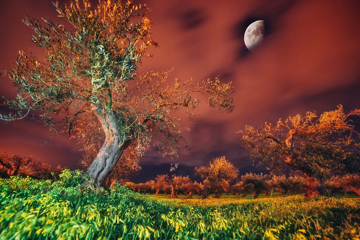 Papermoon Fototapete "Baum in Landschaft"