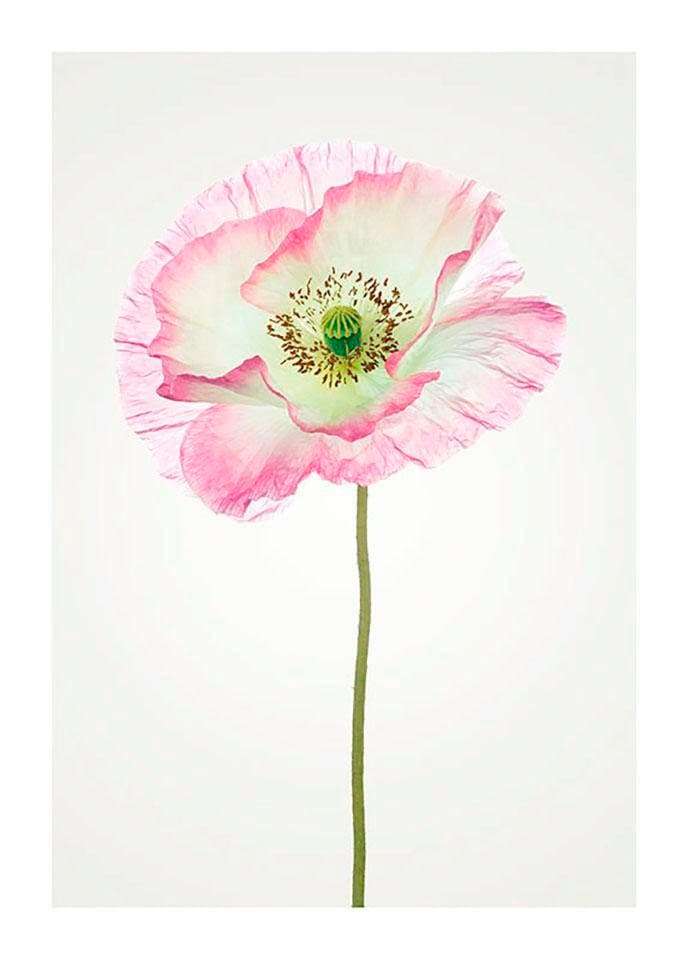 Komar Poster »Poppy«, OTTO Blumen, Kinderzimmer, (1 Wohnzimmer bei Schlafzimmer, St.), online