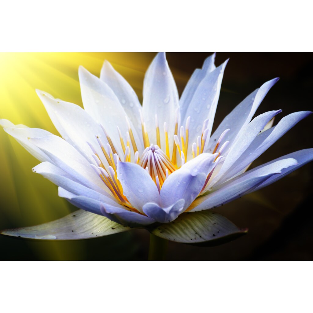 Papermoon Fototapete »Lotus Flower«