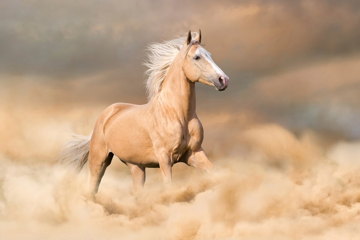 Fototapete »Pferd im Staub«