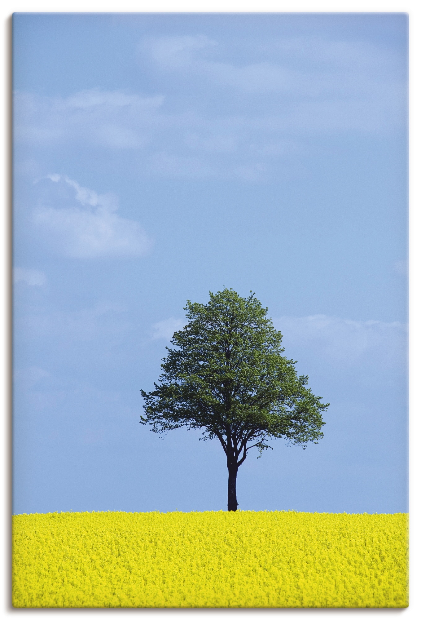 Artland Wandbild »Rapsfeld und Baum«, Wiesen & Bäume, (1 St.), als Alubild,  Leinwandbild, Wandaufkleber oder Poster in versch. Größen online bei OTTO