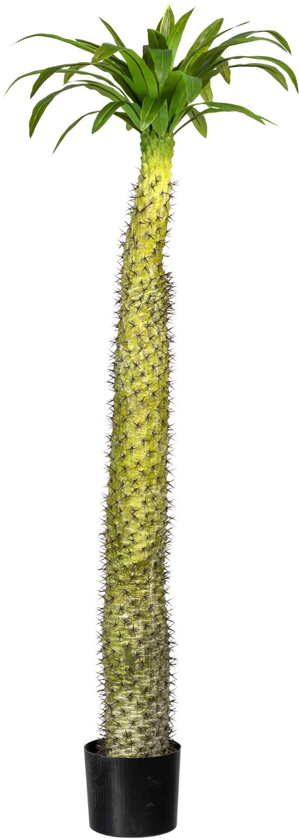 Creativ green Künstliche Zimmerpflanze »Madagaskarpalme Pachypodium«
