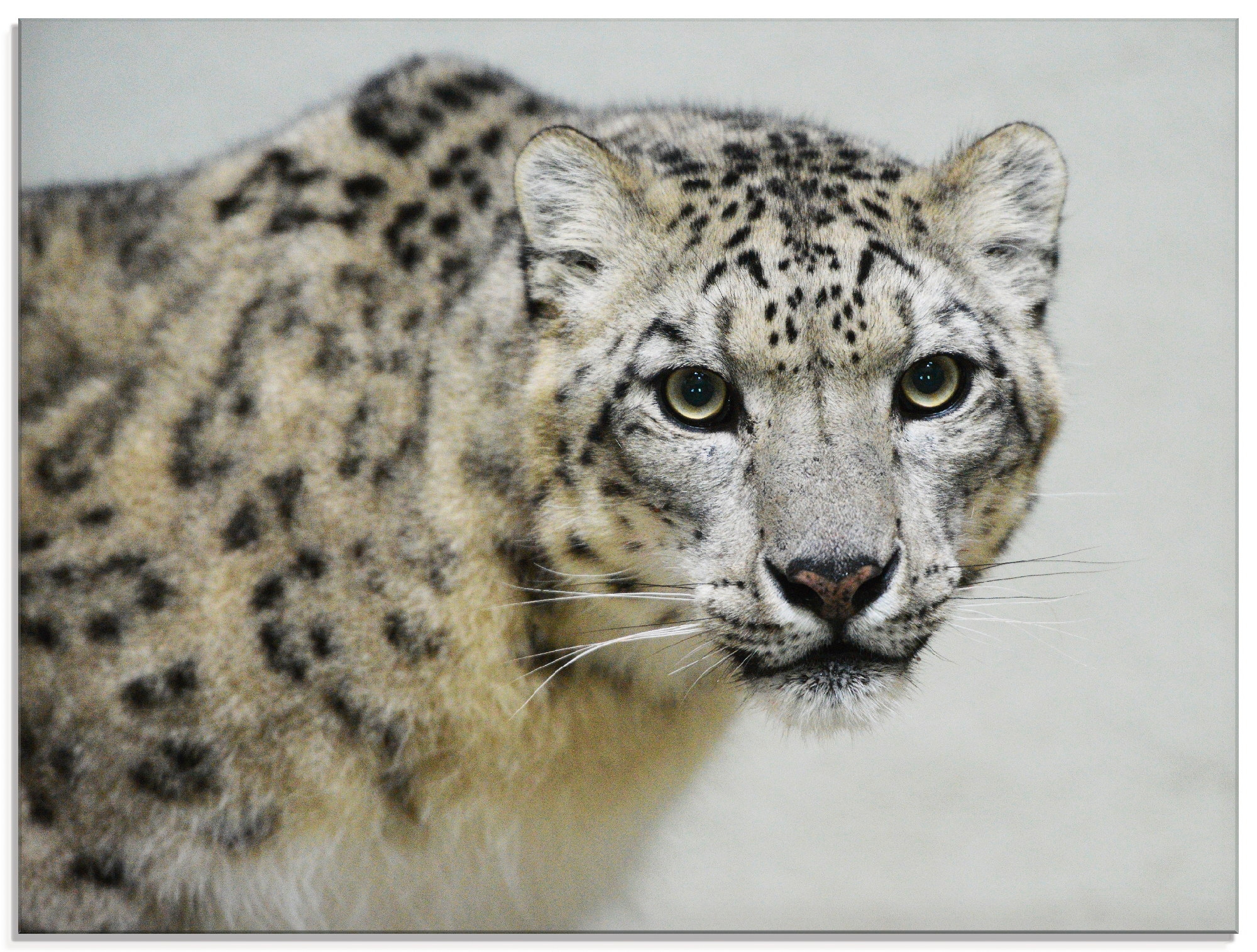 Glasbild »Schneeleopard«, Wildtiere, (1 St.), in verschiedenen Größen