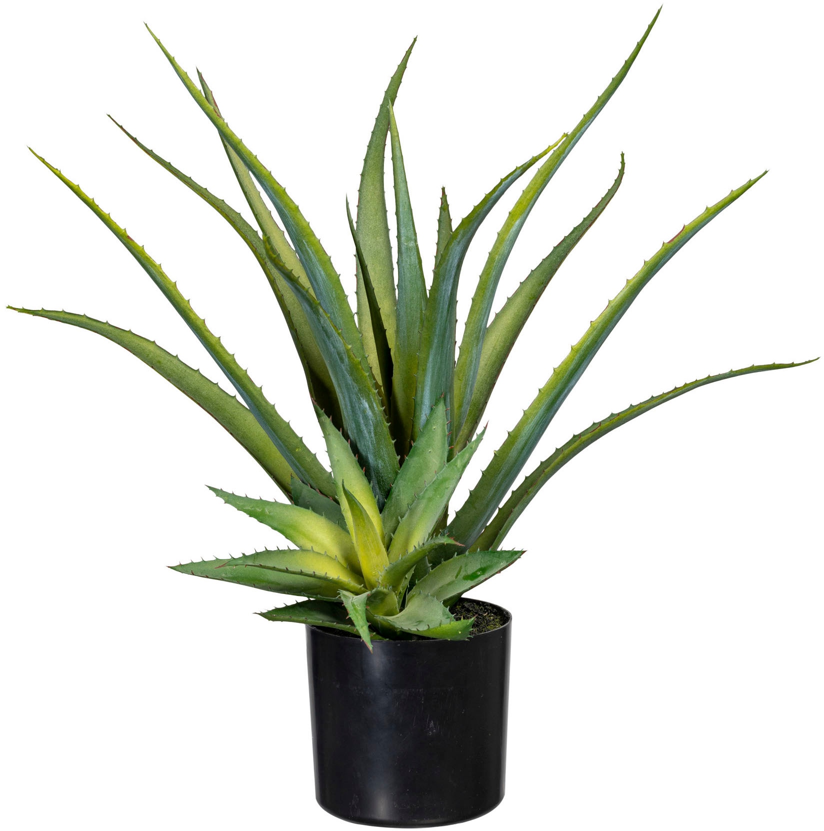 online Künstliche Aloe« bei OTTO Creativ green Zimmerpflanze »Deko-Sukkulente kaufen