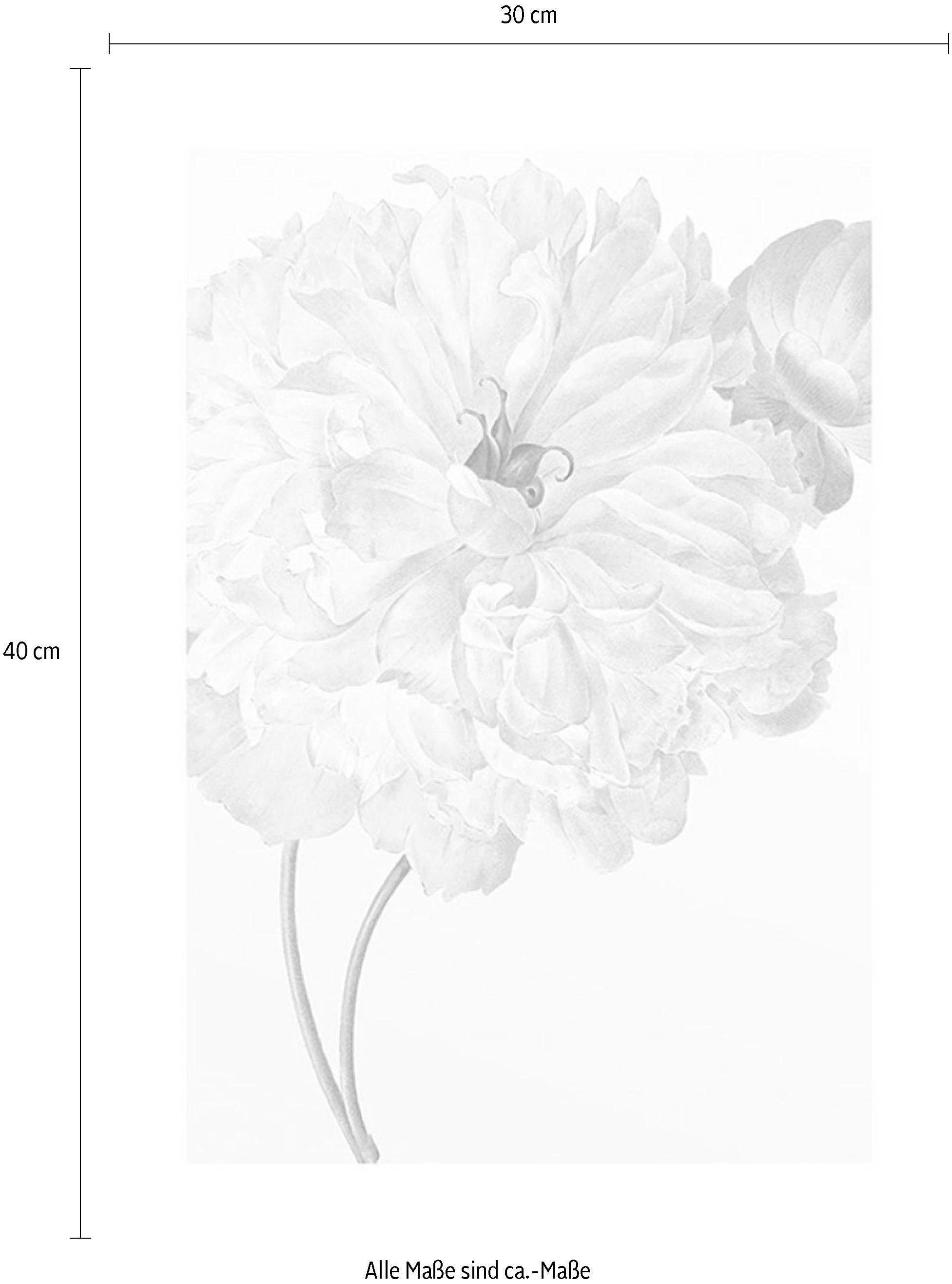 Komar Bild »Illustration Dahlia« 1 Stk. tlg. Wandbild zur Dekoration - ohne Rahmen