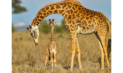 Fototapete »Masai Giraffe Protecting Baby«