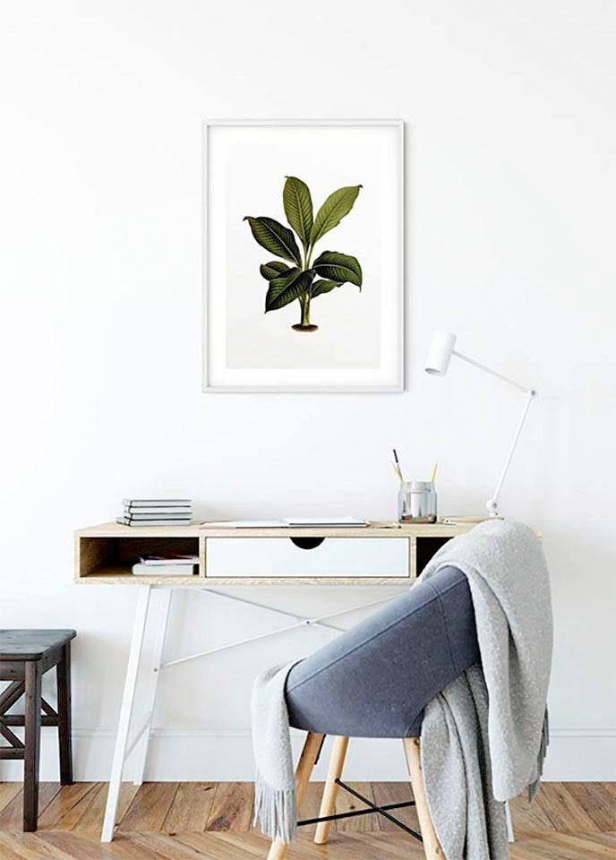 Komar Bild »Elastica Leaf«, Pflanzen-Blätter, (1 St.), Wandbild zur Dekoration - ohne Rahmen
