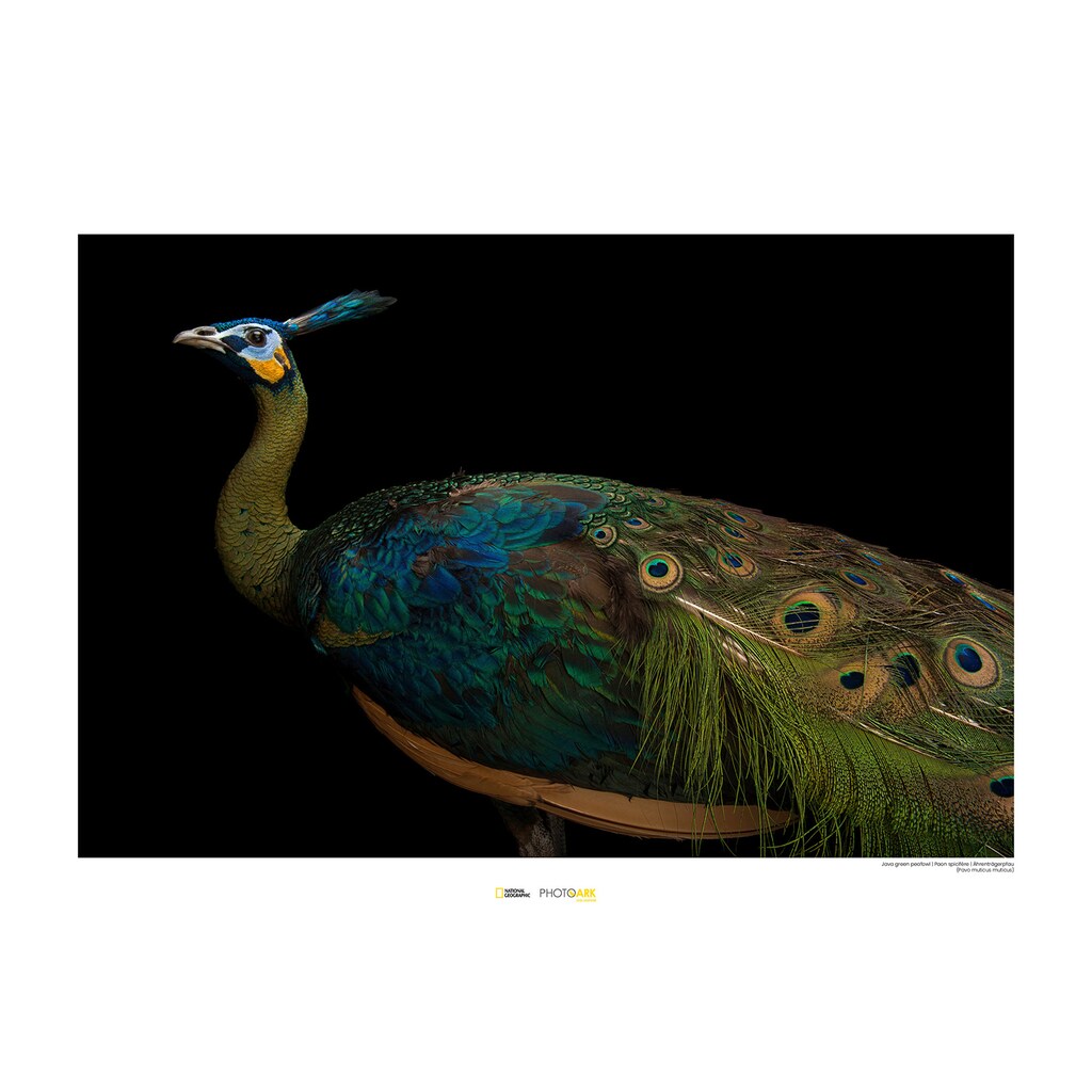 Komar Poster »Java Green Peafowl«, Tiere