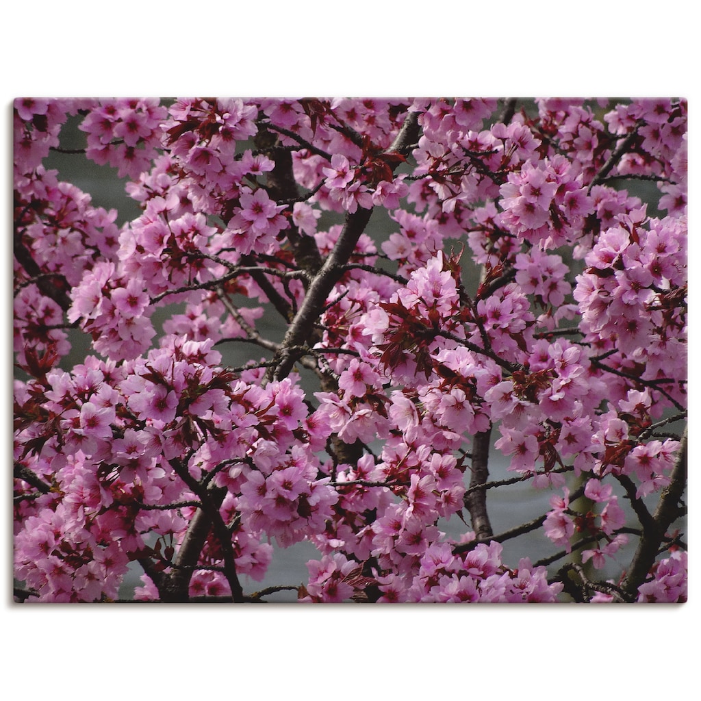 Artland Wandbild »Japanische Zierkirschen Blüte«, Bäume, (1 St.)