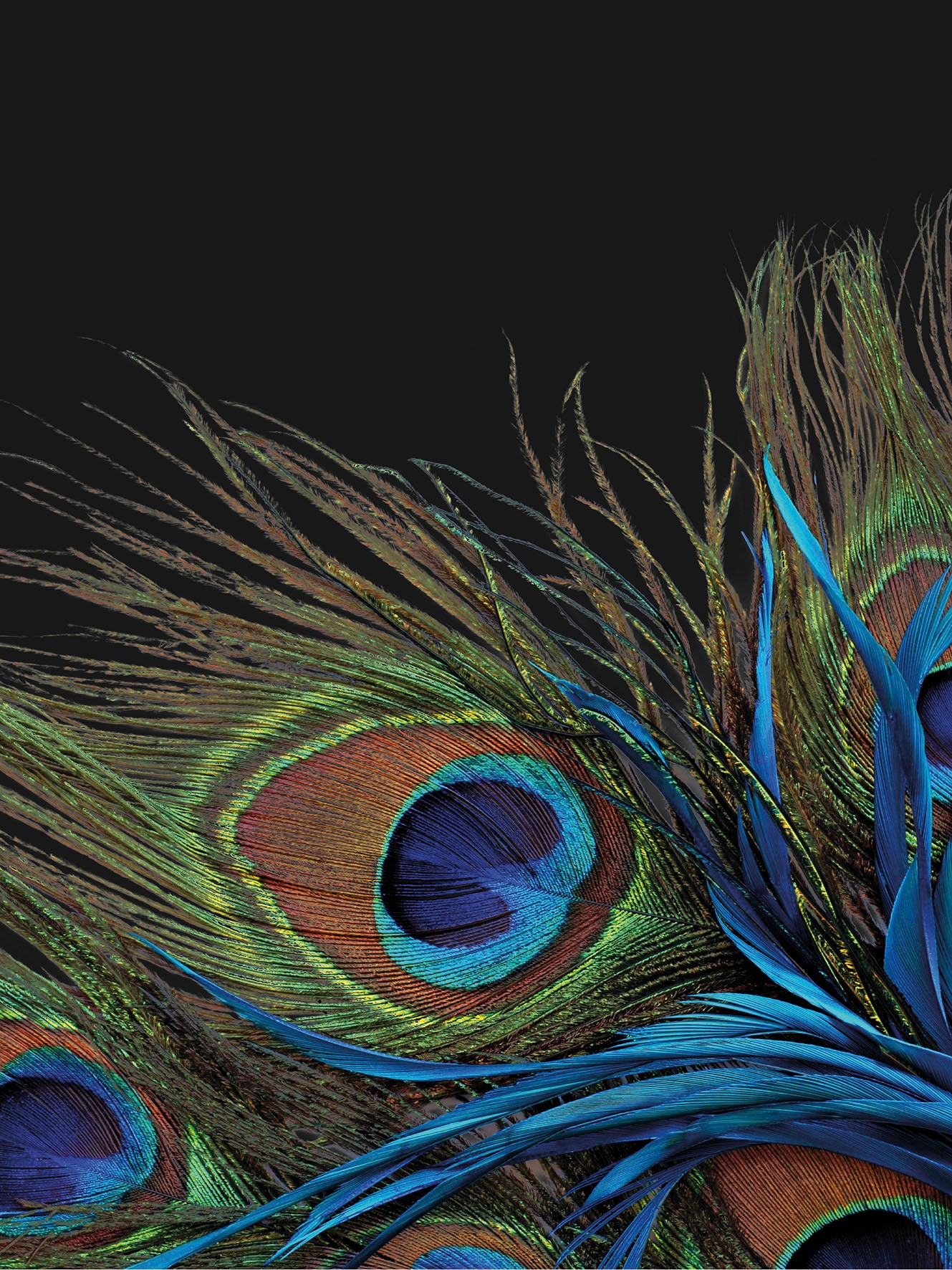 KiNZLER Wohndecke "Mikrofaser Fotodruck "Pfau"" Kuscheldecke, bedruckt, 150x200 cm