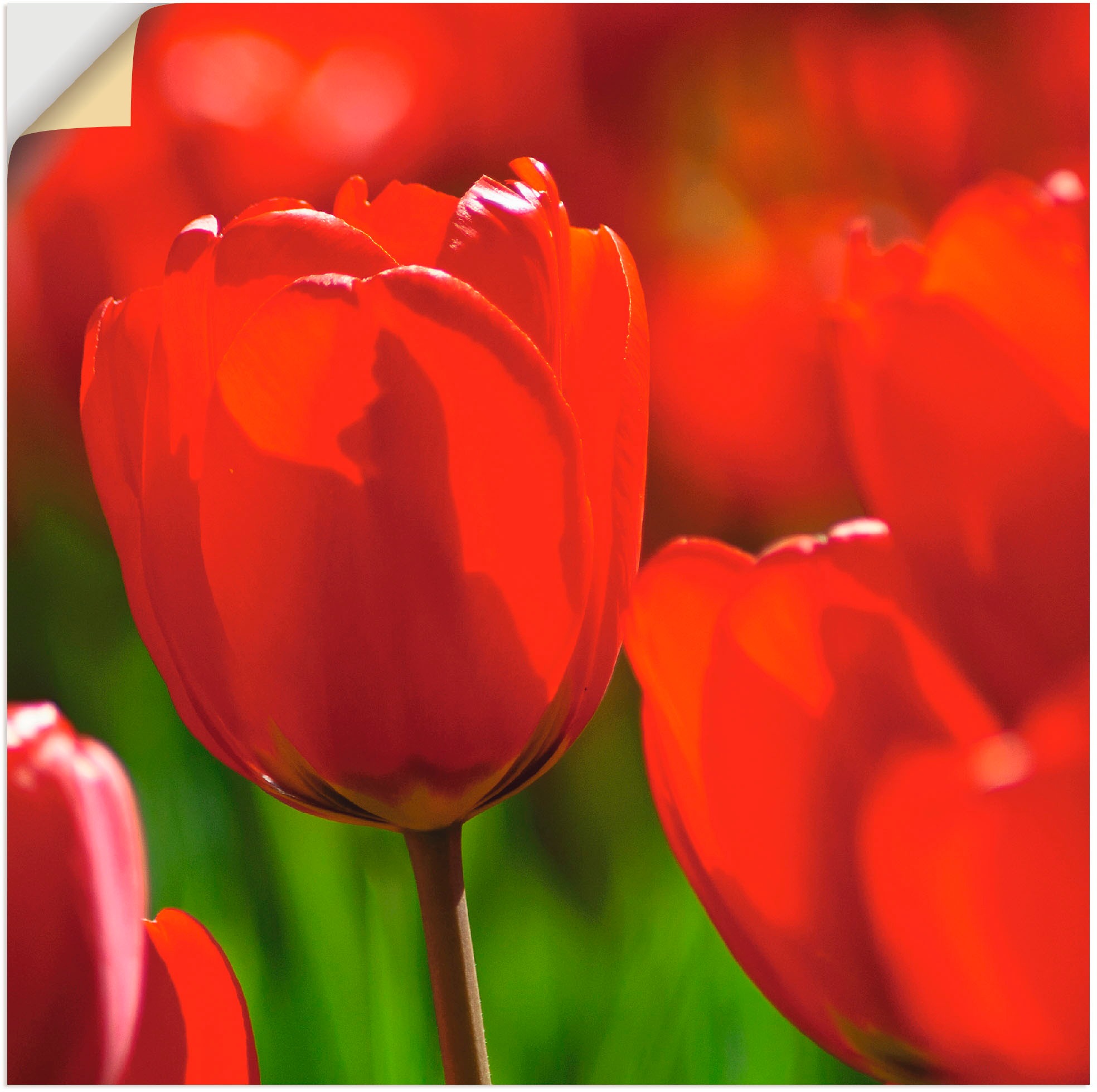 Artland Wandbild »Rote Tulpen in der Sonne«, Blumen, (1 St.), in vielen Größen & Produktarten - Alubild / Outdoorbild für den Außenbereich, Leinwandbild, Poster, Wandaufkleber / Wandtattoo auch für Badezimmer geeignet