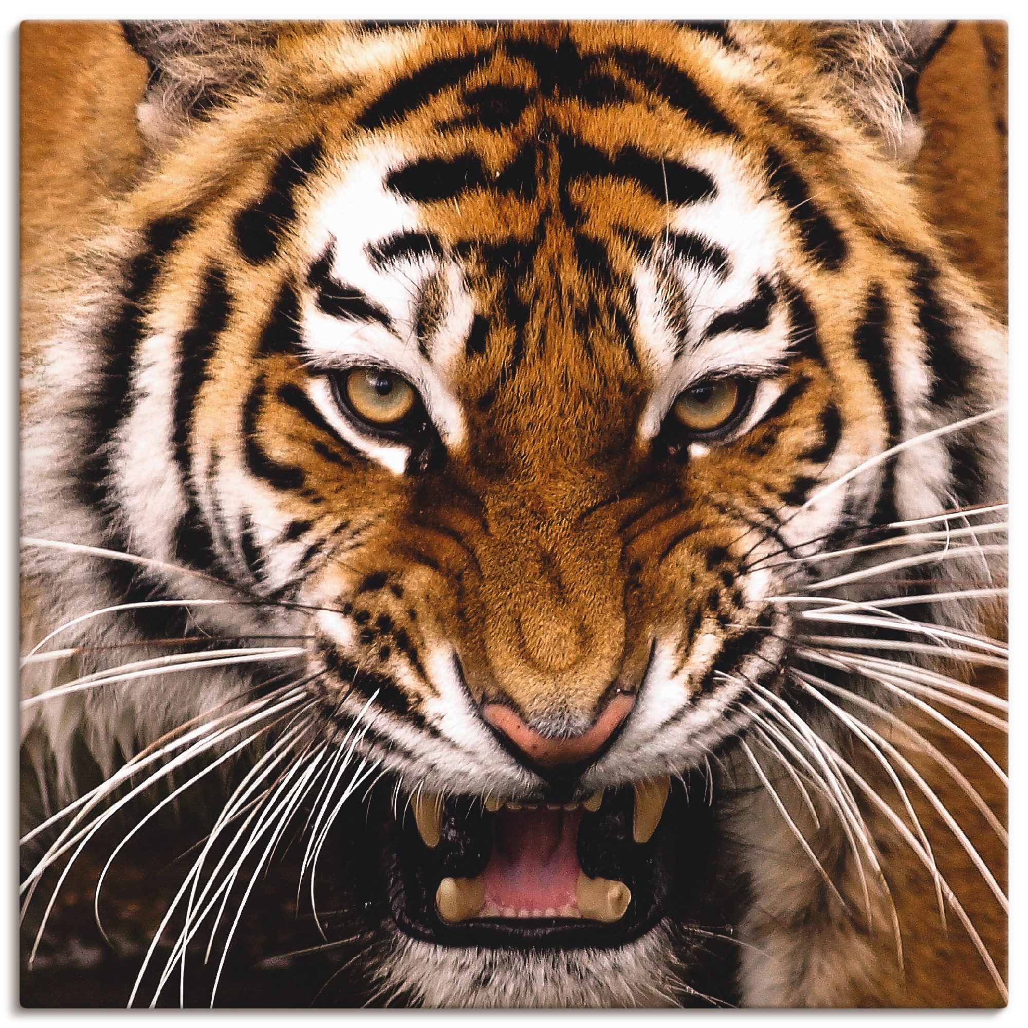 Artland Wandbild »Tiger Kopf«, Wildtiere, (1 St.), als Leinwandbild, Wandaufkleber in verschied. Größen