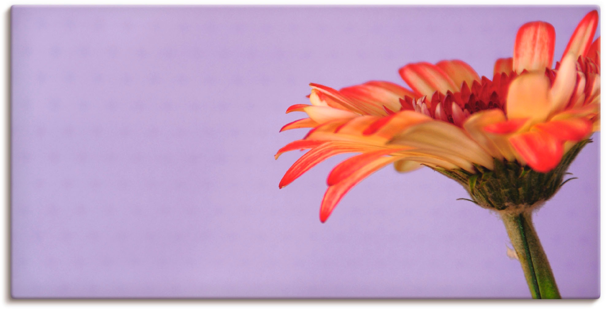 Artland Wandbild »Blume«, Blumen, (1 St.), in vielen Größen & Produktarten -Leinwandbild, Poster, Wandaufkleber / Wandtattoo auch für Badezimmer geeignet