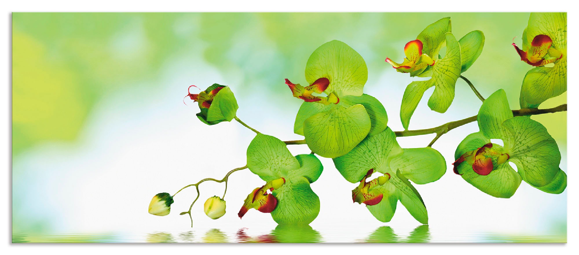 Artland Küchenrückwand »Schöne Orchidee mit grünem Hintergrund«