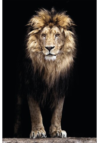 Bönninghoff Leinwandbild »Löwe König des Dschungels«, (1 St.) kaufen