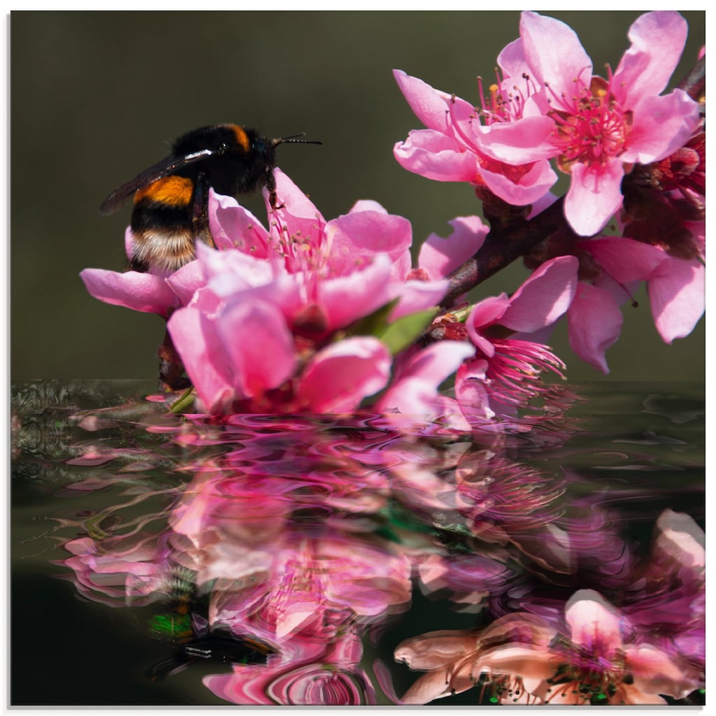 Artland Glasbild »Pfirsichblüte mit Hummel«, Blumen, (1 St.)