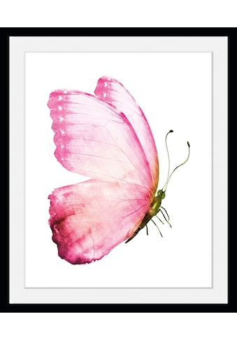 Bild »Apache«, Schmetterlinge, (1 St.)