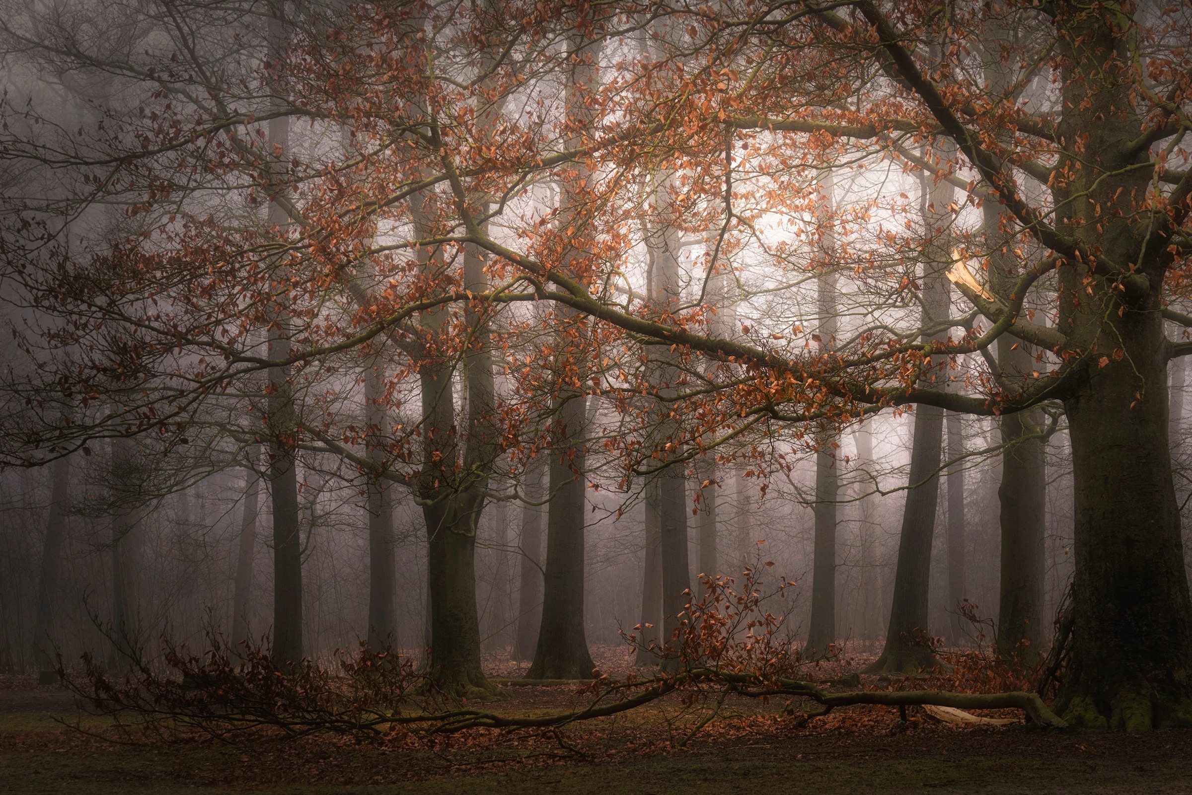 Fototapete »Photo-Art SASKIA DINGEMANS, NEBELIGER GEDÄCHTNIS DER VERGANGENHEIT«