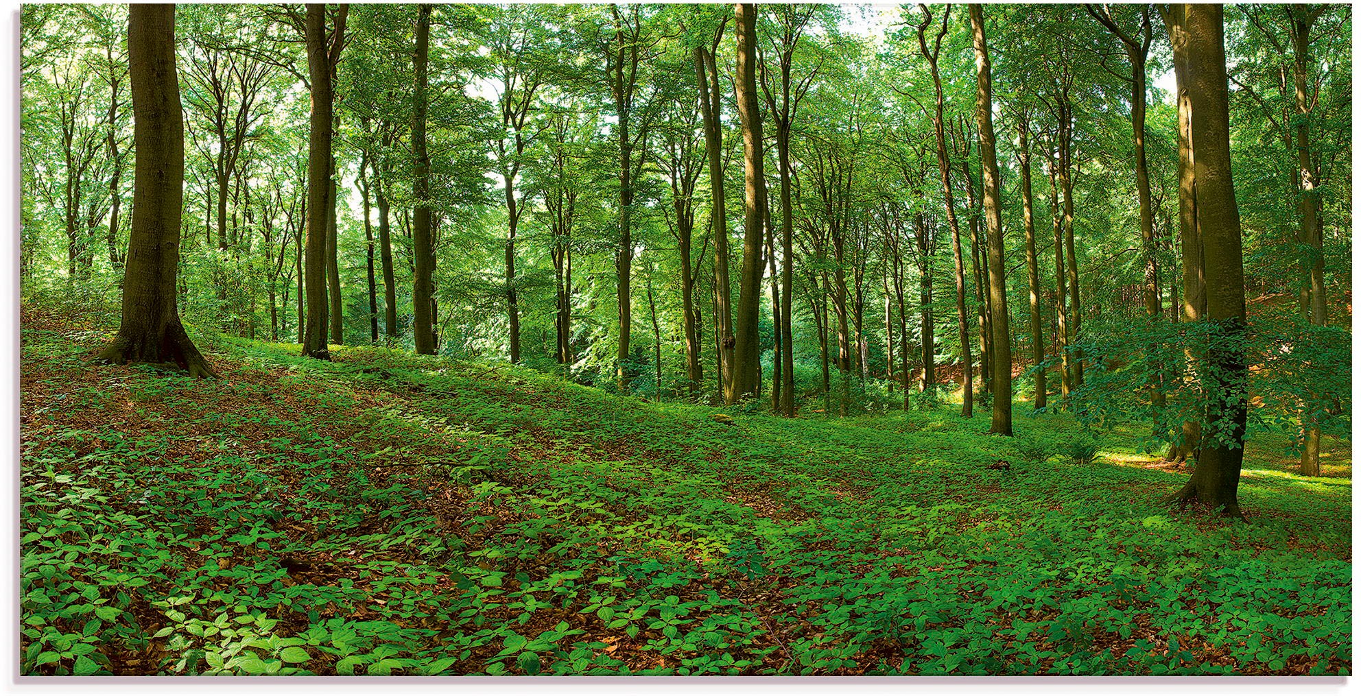 Artland Glasbild »Panorama von einem grünen Sommerwald«, Wald, (1 St.)