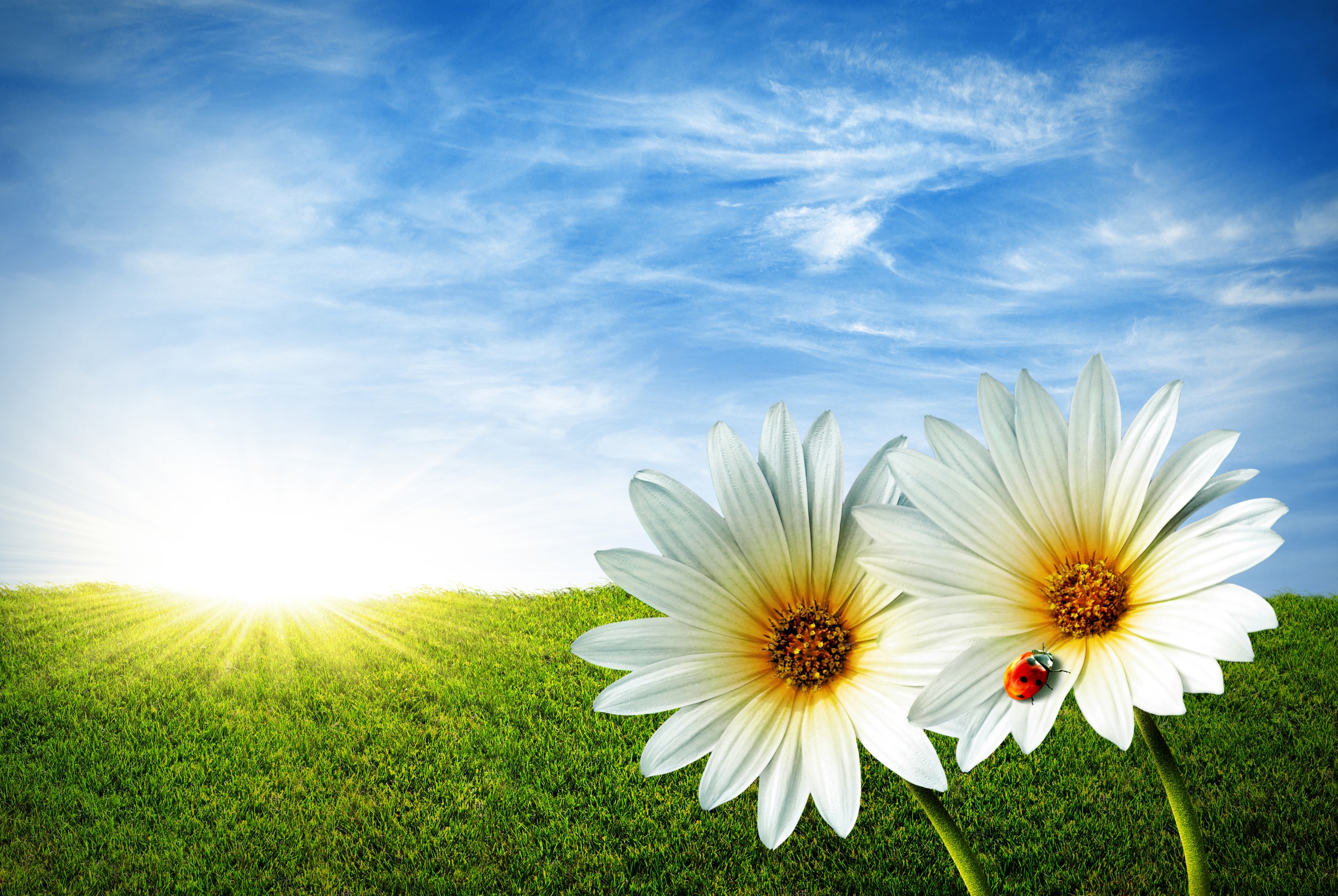 Papermoon Fototapete »Spring Daisies«