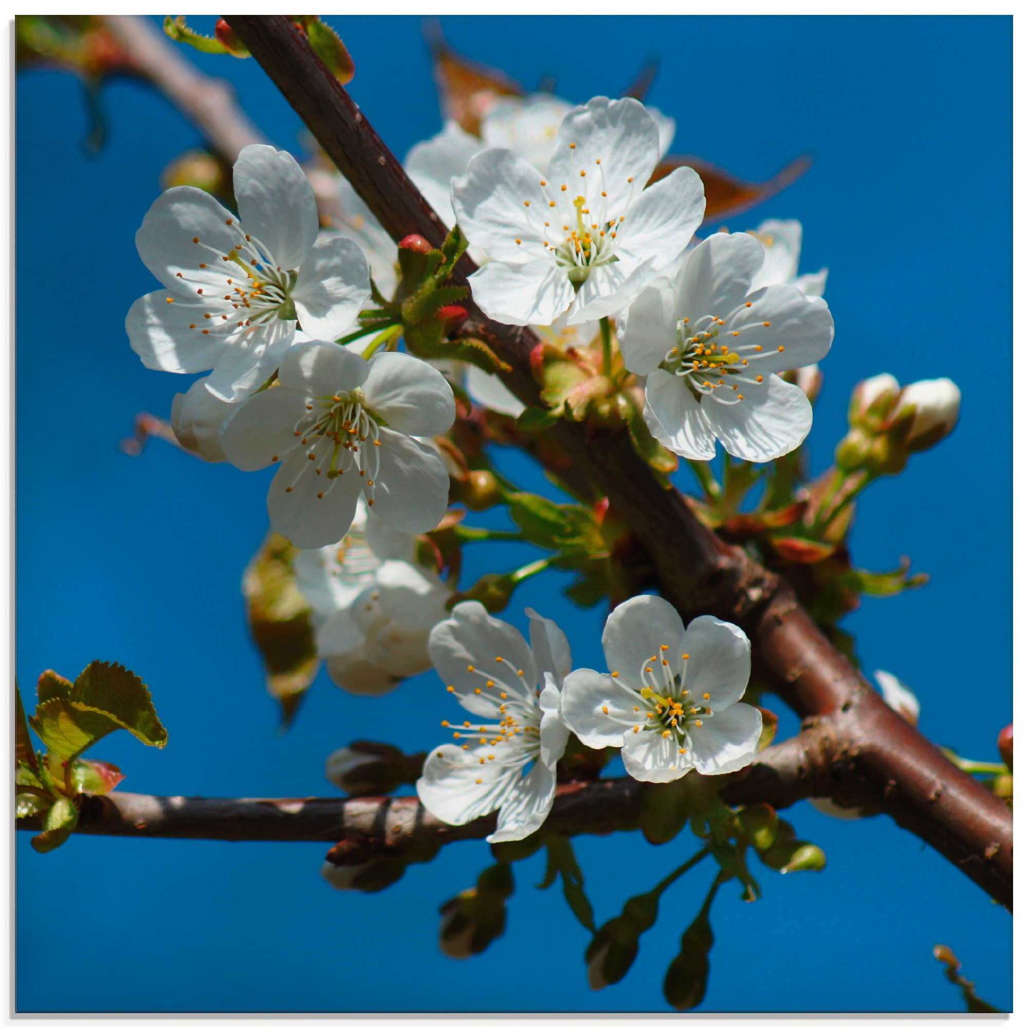 Artland Glasbild »Kirschblütenzweig«, Blumen, (1 St.)