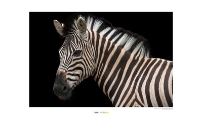 Komar Poster »Damara Zebra«, Tiere, Höhe: 40cm kaufen