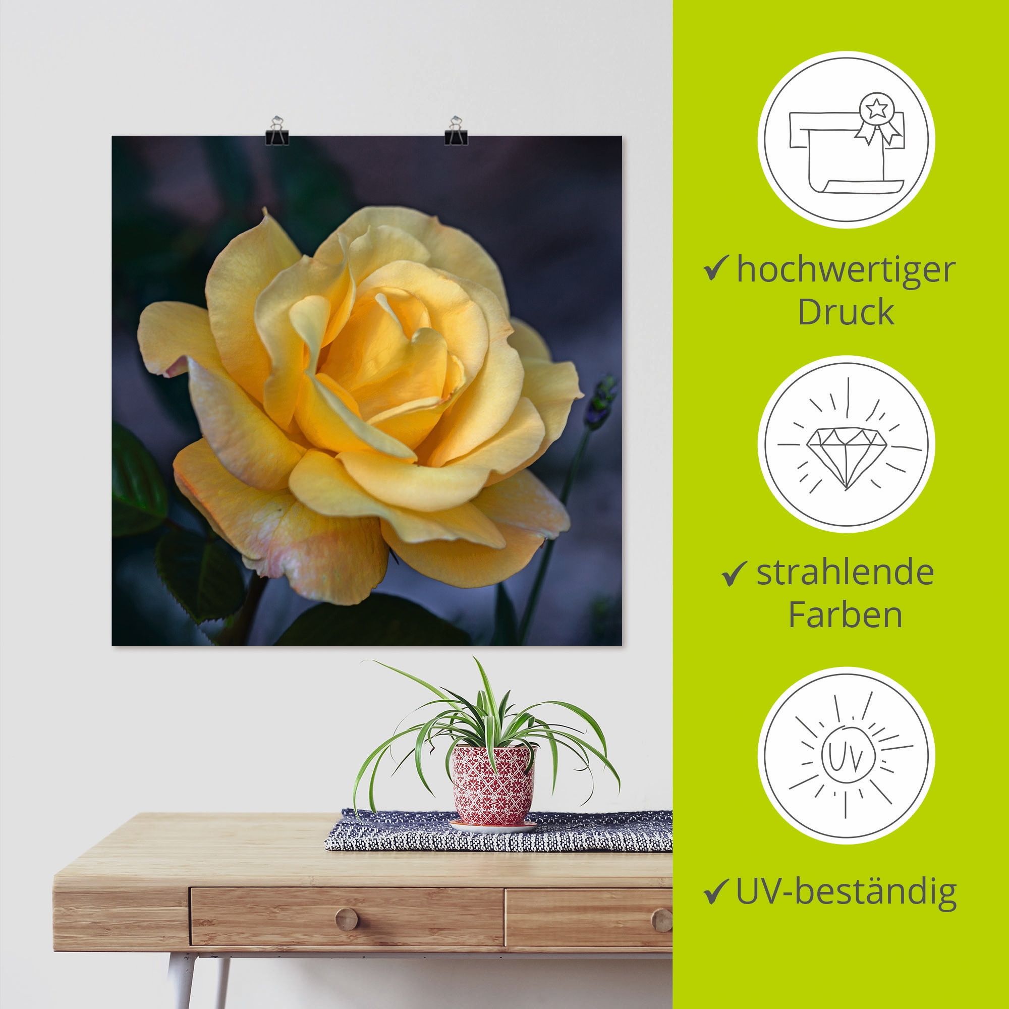 Artland Poster »Gelbe Rose« Blumen 1 Stk. tlg. ohne Rahmen