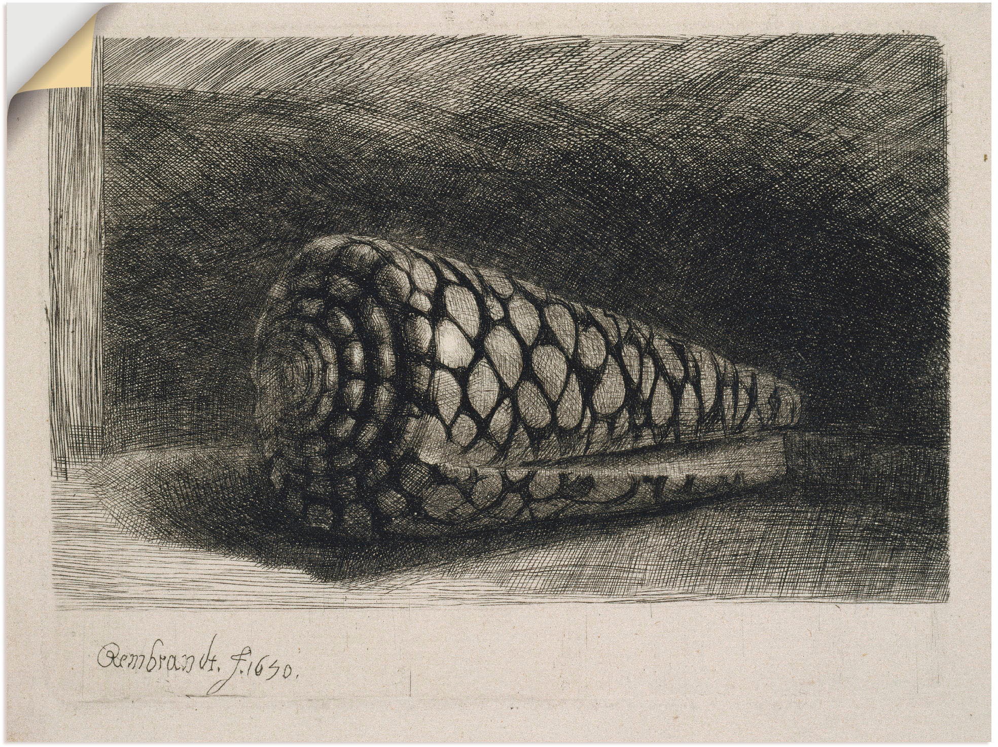 Artland Wandbild »Die Muschel. 1650«, Wassertiere, (1 St.), in vielen Größen & Produktarten -Leinwandbild, Poster, Wandaufkleber / Wandtattoo auch für Badezimmer geeignet