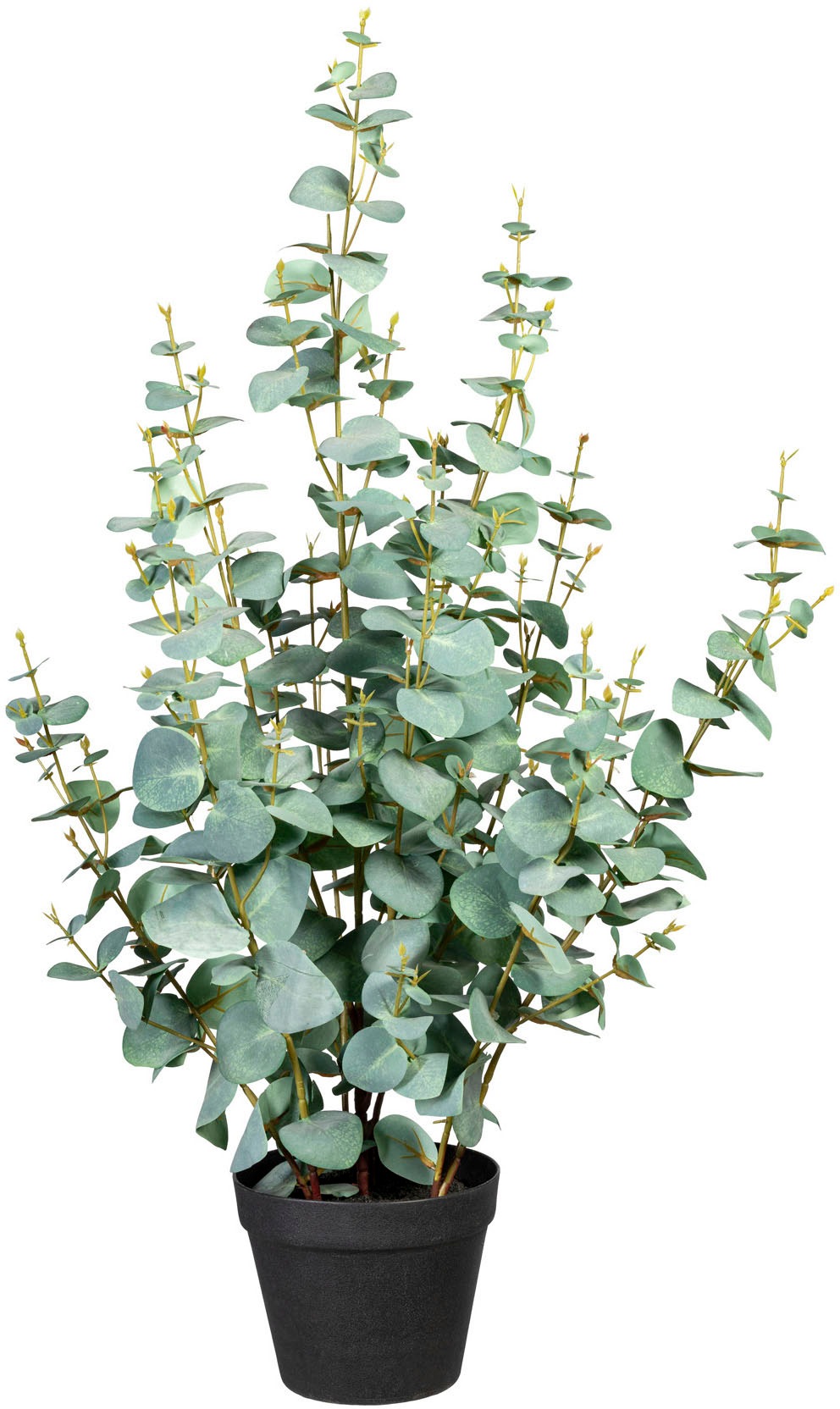 Creativ green Künstliche Zimmerpflanze »Eukalypthus«, (1 St.)