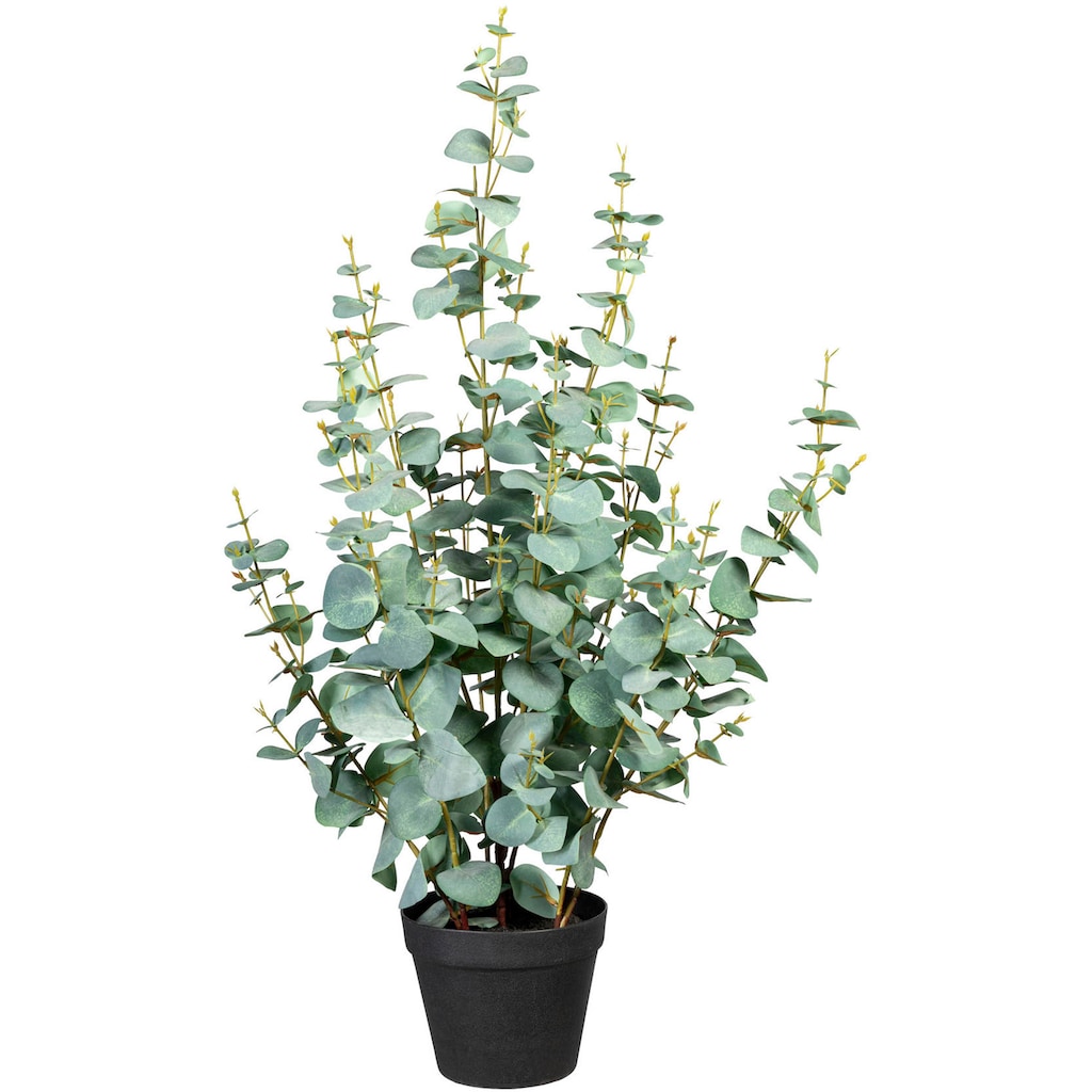 Creativ green Künstliche Zimmerpflanze »Eukalypthus«