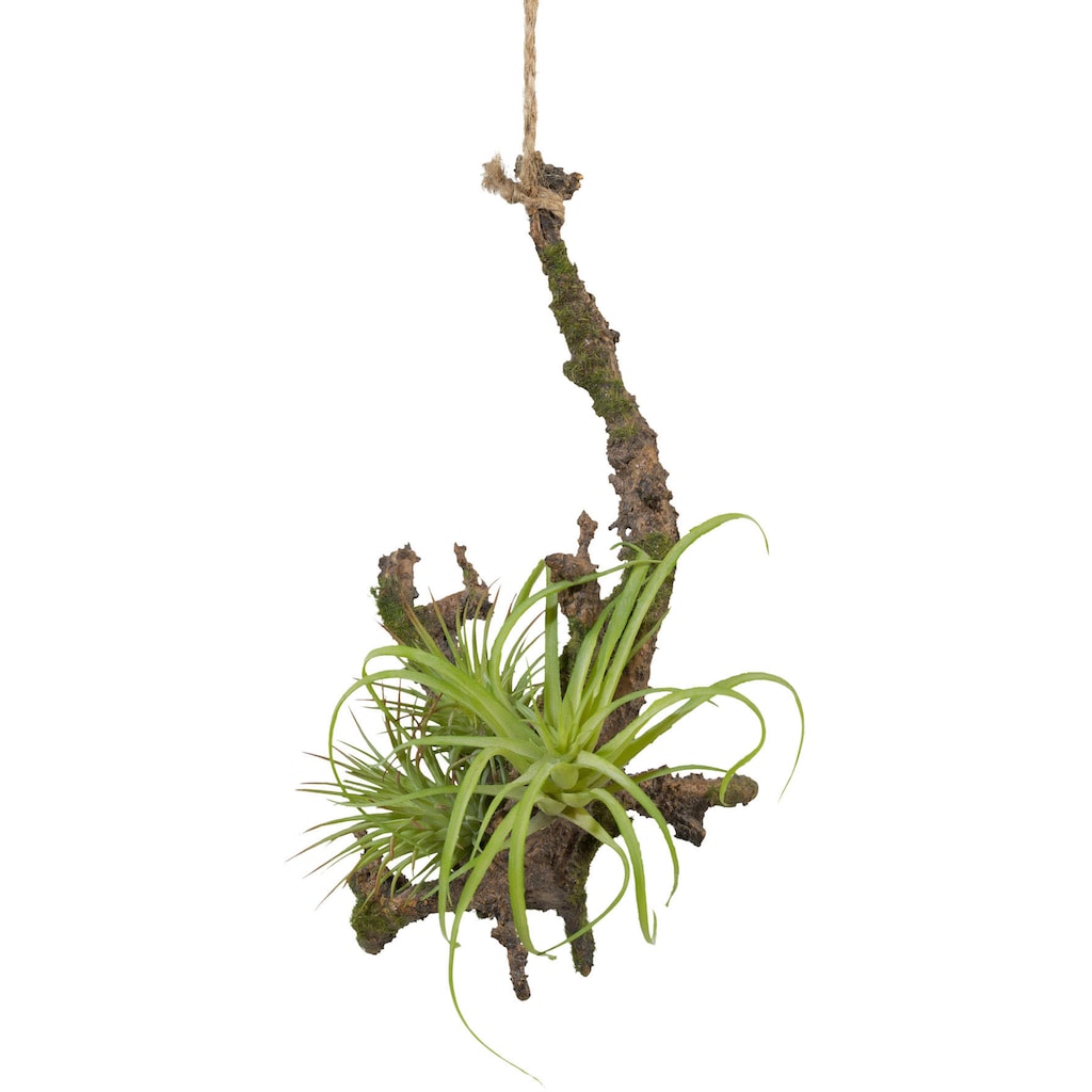 Creativ green Kunstpflanze »Hängeast mit Tillandsie«