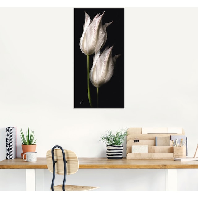 Artland Wandbild »Weiße Tulpen in der Nacht«, Blumenbilder, (1 St.)  bestellen bei OTTO