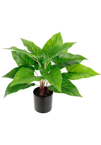 I.GE.A. Künstliche Zimmerpflanze »Anthuriumblatt« kaufen