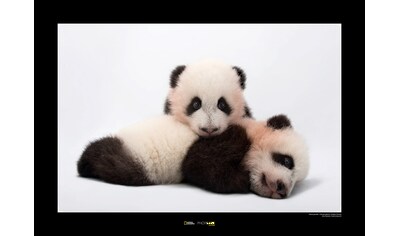 Komar Poster »Giant Panda«, Tiere, Höhe: 50cm kaufen