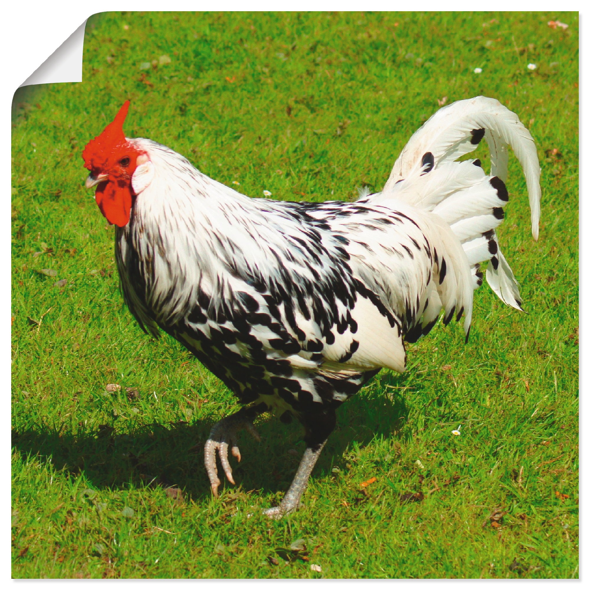 Artland Wandbild »Gepunktetes Huhn«, Vögel, (1 St.), in vielen Größen & Produktarten -Leinwandbild, Poster, Wandaufkleber / Wandtattoo auch für Badezimmer geeignet