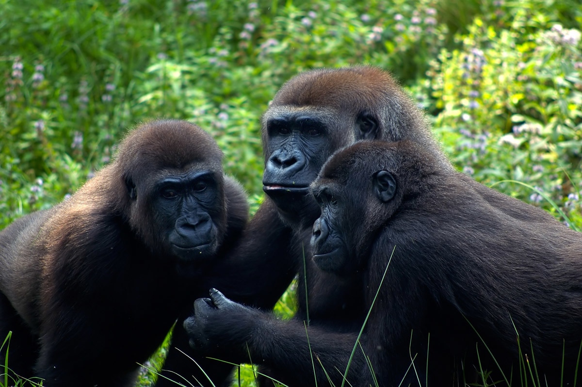 Fototapete »Gorilla-Treffen«