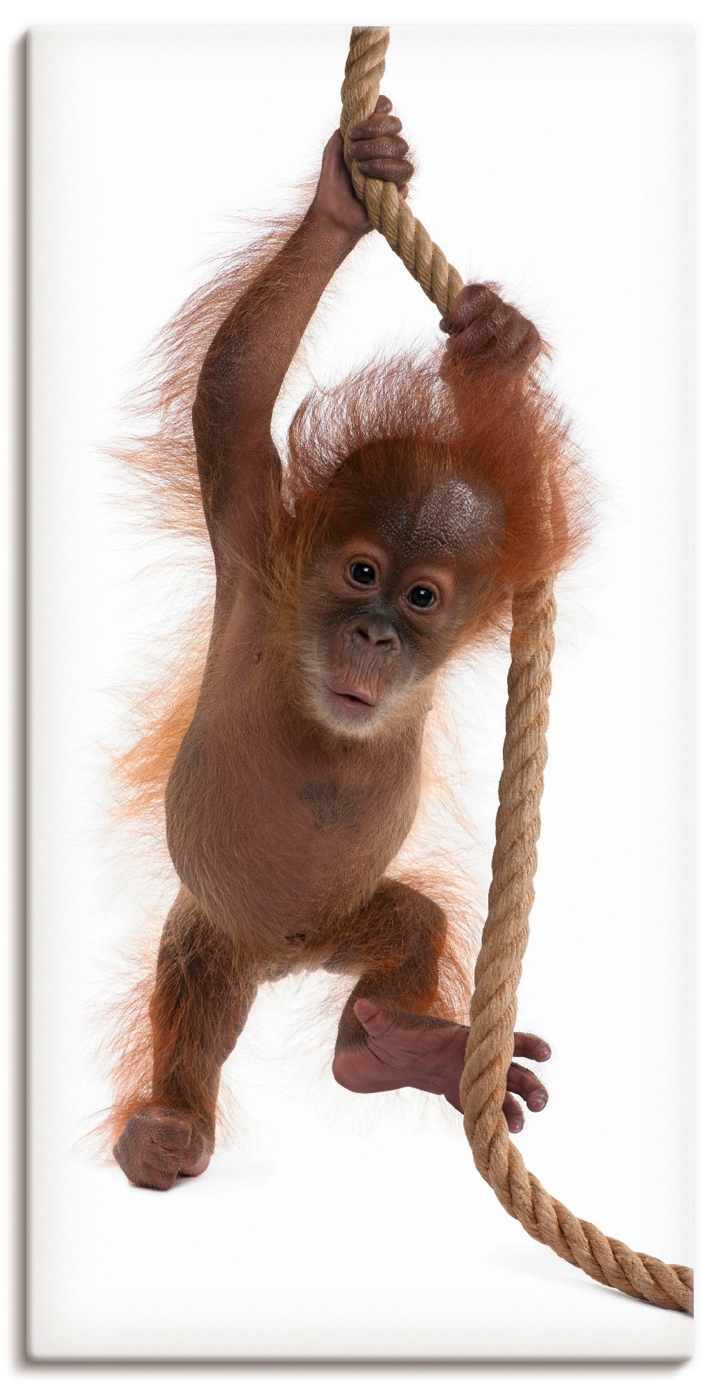 Artland Wandbild »Baby Orang Utan hängt am Seil I«, Wildtiere, (1 St.), als Alubild, Leinwandbild, Wandaufkleber oder Poster in versch. Größen