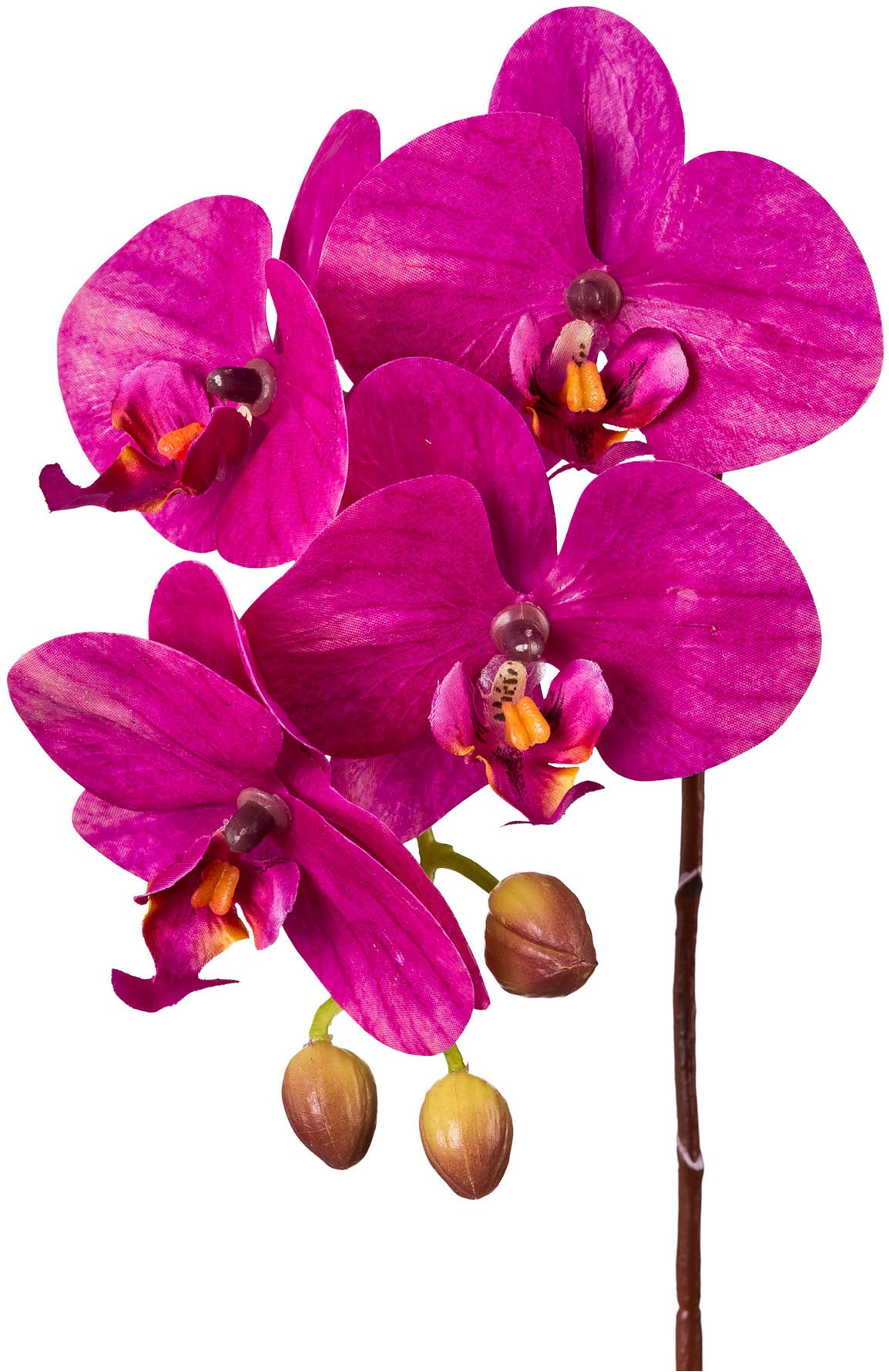 Creativ green Kunstorchidee »Orchidee Phalaenopsis« mit real-touch-Blüten