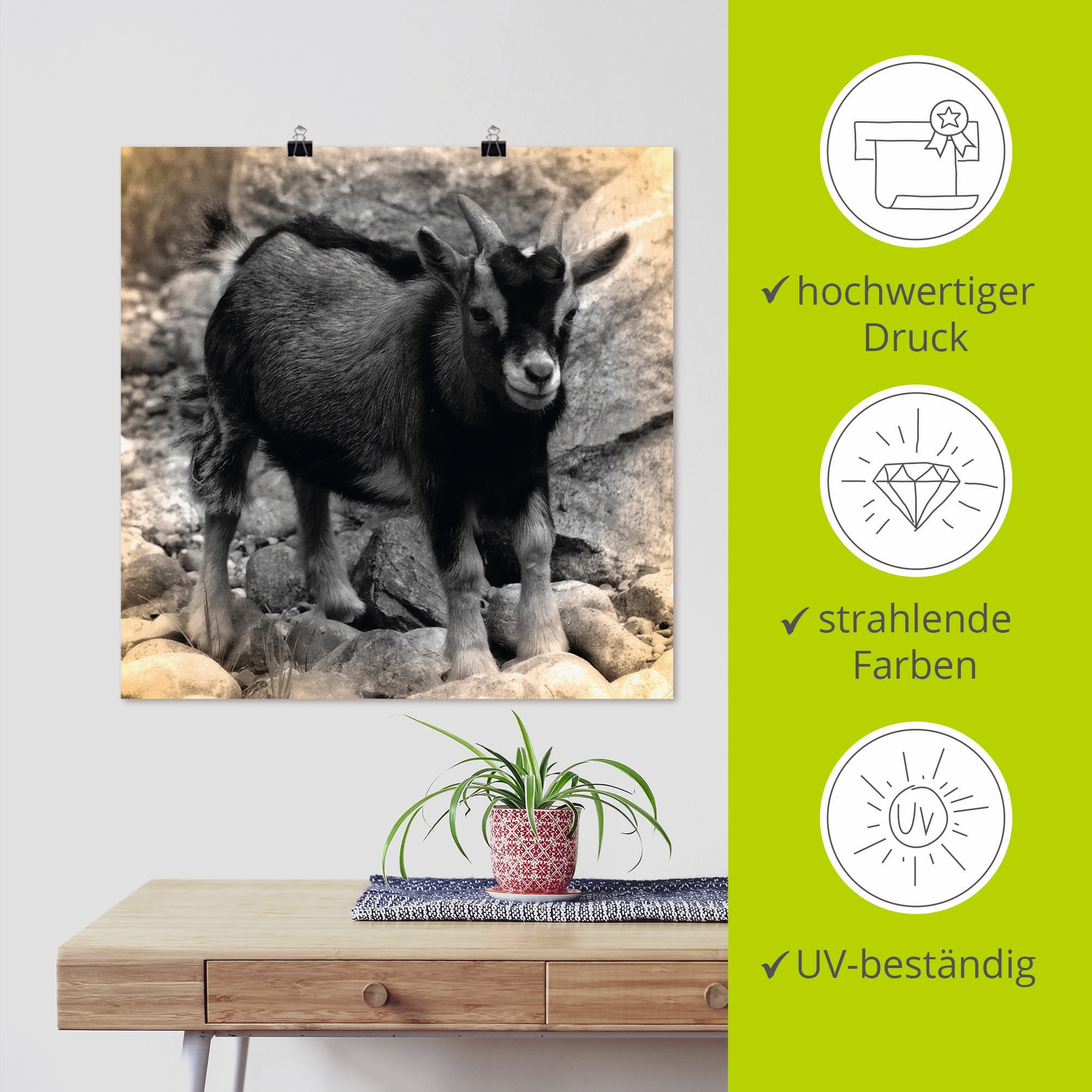 Artland Poster »Zwergziegen Baby Kontakt«, Haustiere, (1 St.), als Alubild, Leinwandbild, Wandaufkleber oder Poster in versch. Größen