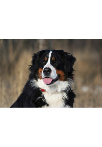 Papermoon Fototapete »Hund, Berner Sennenhund«, Vliestapete, hochwertiger... kaufen