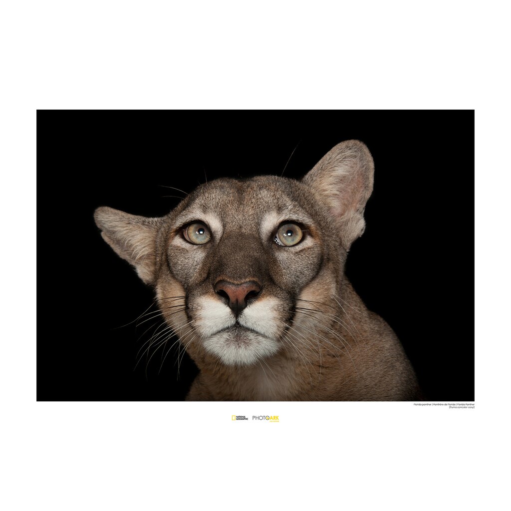 Komar Poster »Florida Panther Portrait«, Tiere