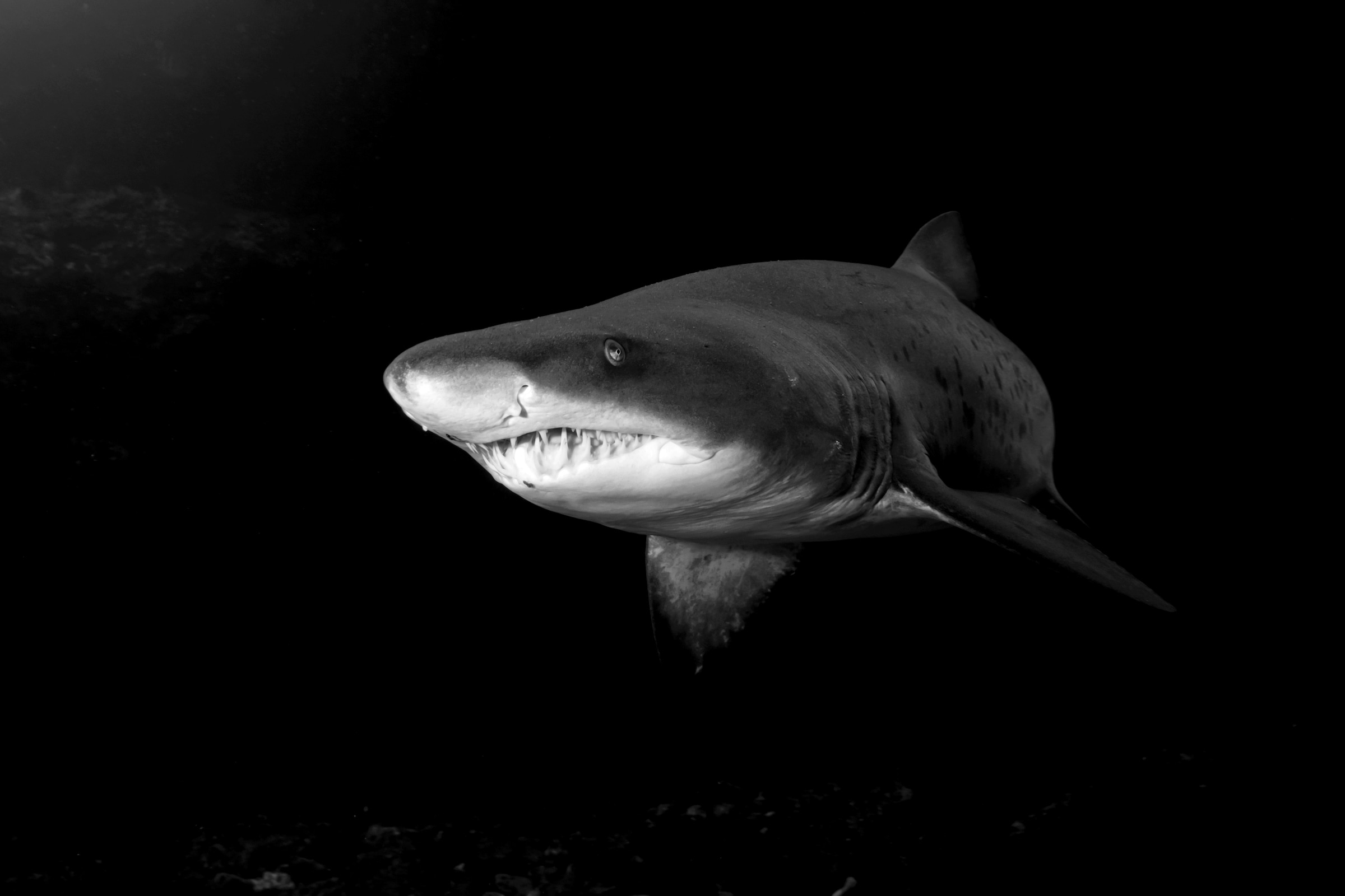 Papermoon Fototapete »Haifisch Schwarz & Weiß«