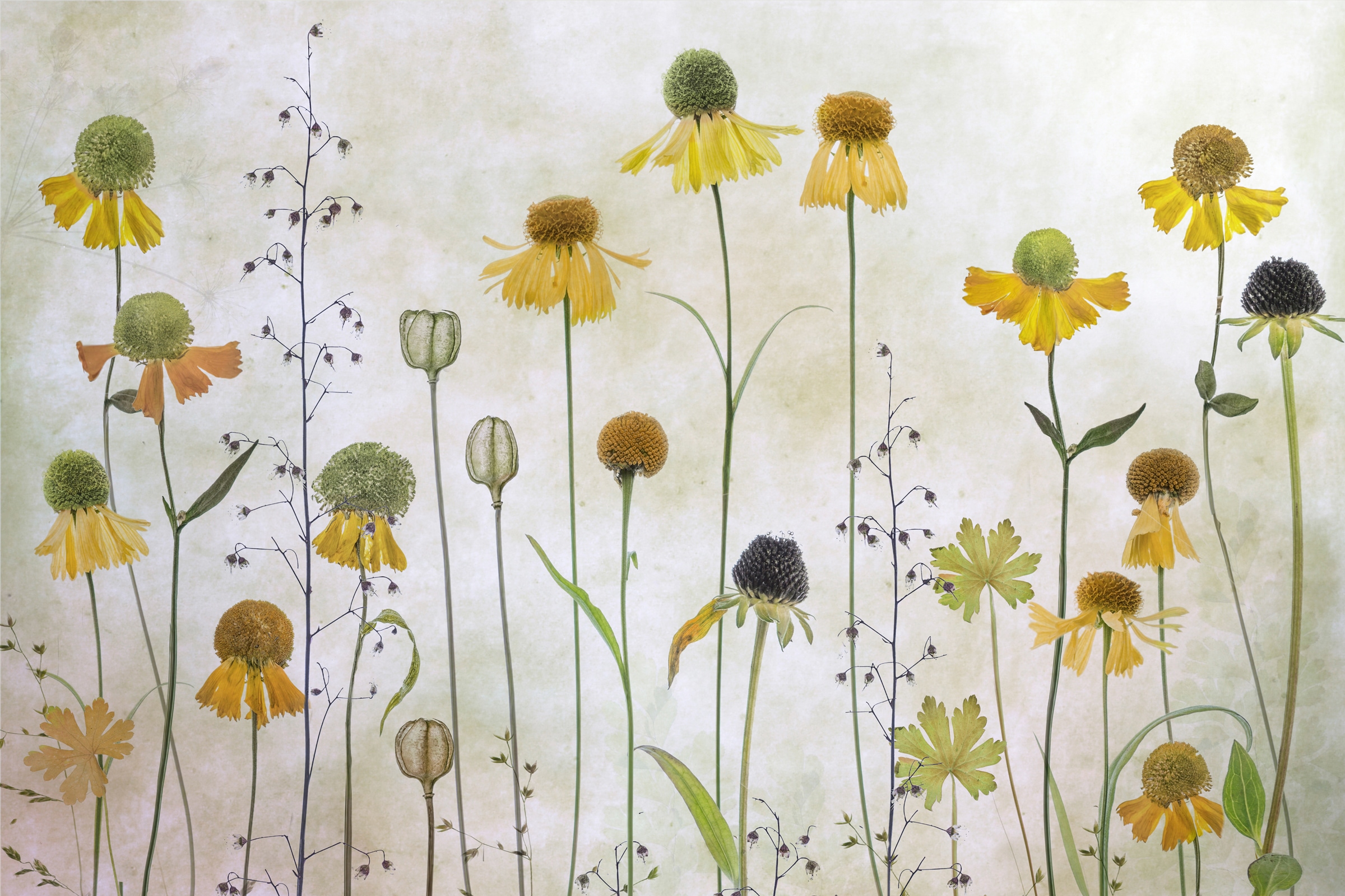 Fototapete »Photo-Art MANDY DISHER, HELENIUM«