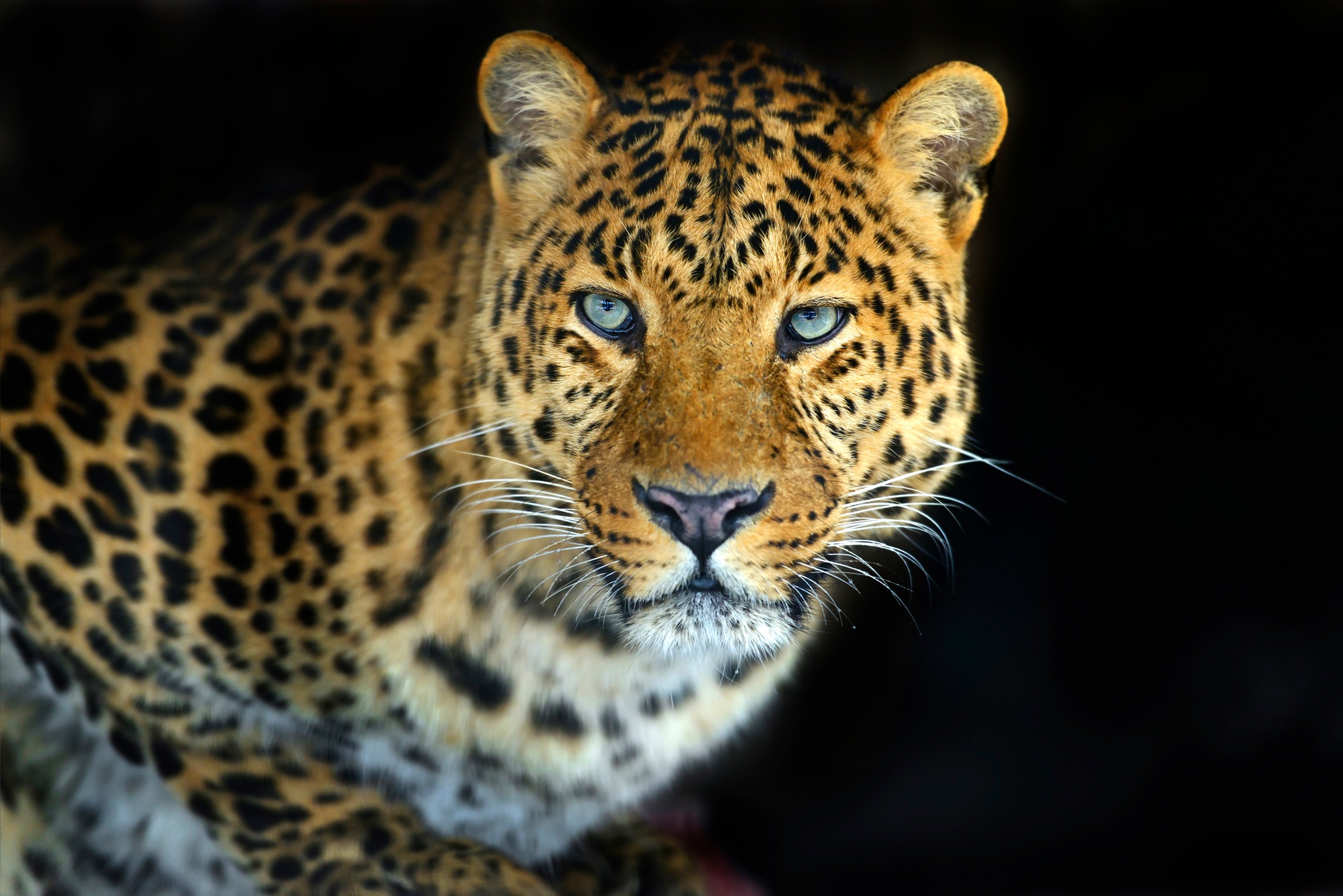 Fototapete »LEOPARD-KATZE TIGER LÖWE PUMA JAGUAR WILD AFRIKA ASIEN«